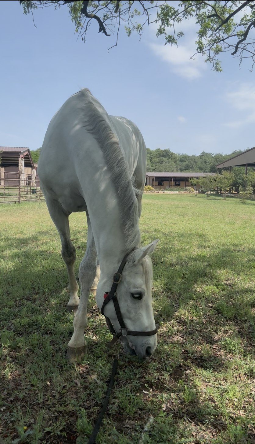 Jaynee horseback riding — lifelong equestrian